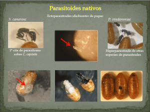 Parasitoides nativos